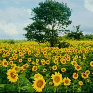 Hẹn hò kết bạn với Võ Thị Trang Minh, 42 tuổi, Thành phố Hồ Chí Minh, Tìm người yêu