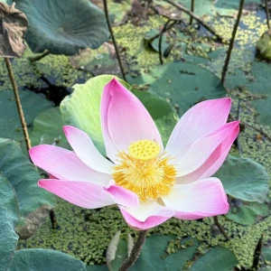 Hẹn hò kết bạn với Nguyễn Thị Lang Hương, 39 tuổi, Thành phố Hồ Chí Minh, Tìm bạn kết hôn