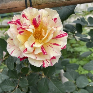 Hẹn hò kết bạn với Nguyễn Thị Thuý, 38 tuổi, Thành phố Hà Nội, Tìm bạn kết hôn